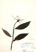 大枝掛繡球藏品圖，第2張